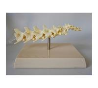 Supkan hien Squelette os Chien Colonne vertébrale modèle canin d'anatomie Animale d'enseignement vétérinaire appareils vétérinaires avec Base