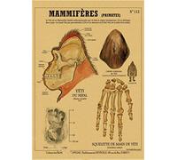 Supkan réatures curieuses rétro Affiche sirène Oiseau Dinosaure Kraft Papier Vintage Maison étude Salle Bar décor esthétique Art Peinture Murale(2,A4 8.3x11.8inch)