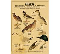 Supkan réatures curieuses rétro Affiche sirène Oiseau Dinosaure Kraft Papier Vintage Maison étude Salle Bar décor esthétique Art Peinture Murale(8,A4 8.3x11.8inch)