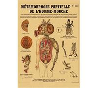 Supkan réatures curieuses rétro Affiche sirène Oiseau Dinosaure Kraft Papier Vintage Maison étude Salle Bar décor esthétique Art Peinture Murale(6,A3 16.5x11.8inch)