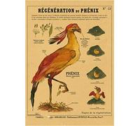 Supkan réatures curieuses rétro Affiche sirène Oiseau Dinosaure Kraft Papier Vintage Maison étude Salle Bar décor esthétique Art Peinture Murale(7,A4 8.3x11.8inch)