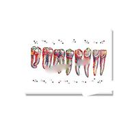 Supkan ents Accolades Anatomie Soins Dentaires Symbole Dent Racine Aquarelle Affiche Toile Peinture Mur Photo Art Prints Décor Dentaire(Picture 5,13x18cm No Frame)