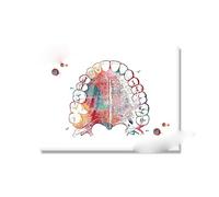 Supkan ents Accolades Anatomie Soins Dentaires Symbole Dent Racine Aquarelle Affiche Toile Peinture Mur Photo Art Prints Décor Dentaire(Picture 10,20x25cm No Frame)