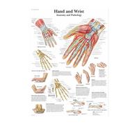 Supkan iagramme d'anatomie Humaine Affiche d'éducation du Corps Humain Diagramme d'hôpital décoration Maison Toile Musculaire(16,20x24cm No Frame)