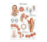Supkan iagramme d'anatomie Humaine Affiche d'éducation du Corps Humain Diagramme d'hôpital décoration Maison Toile Musculaire(15,21x30cm No Frame)