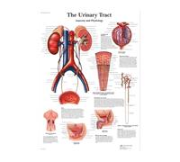 Supkan iagramme d'anatomie Humaine Affiche d'éducation du Corps Humain Diagramme d'hôpital décoration Maison Toile Musculaire(14,30x45cm No Frame)