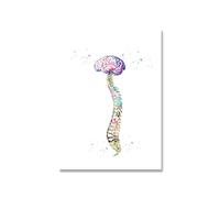 Supkan ucation médicale Bureau Photo Affiches Toile Peinture Anatomie Humaine système Musculaire Impression d'art Aquarelle Figure(Picture 4,15x20cm No Frame)
