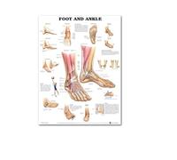 Supkancl Hospital Medical Education School Decor Mur Affiche et imprimés Système d'anatomie du Corps Humain Picture de Toile Peaux Pas DE(A,15X20cm No Frame)