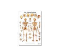 Supkancl Hospital Medical Education School Decor Mur Affiche et imprimés Système d'anatomie du Corps Humain Picture de Toile Peaux Pas DE(J,30X40cm No Frame)