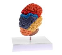 Supkancl Humain Gauche Anatomique Structure du Cerveau Pathologie Modèle Anatomie Squelette Crâne Médical Outils D'enseignement