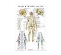 Supkancl Human Anatomy Muscle System Affiche Art Impression du Corps Humain Picture médicale Éducation Décoration Home Painting Canvas M216(G,55x85cm No Frame)