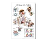 Supkancl Human Anatomy Muscle System Affiche Art Impression du Corps Humain Picture médicale Éducation Décoration Home Painting Canvas M216(D,35x50cm No Frame)