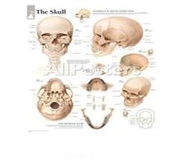 Supkancl Image d'art Mural Corps Humain médicale Carte Affiche Affiche de l'anatomie Humaine Système Musculaire en Soie Peinture à la Maison décor(82,60x80cm No Frame)