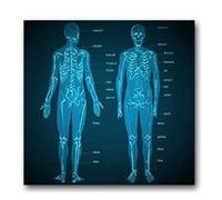 Supkancl Image d'art Mural Corps Humain médicale Carte Affiche Affiche de l'anatomie Humaine Système Musculaire en Soie Peinture à la Maison décor(36,80x120cm No Frame)