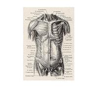 Supkancl Image Murale Anatomie Humaine Affiche Squelette médical Orgue système Musculaire Vintage Peinture éducation Impression sur Toile décoration(H,30x40cm No Frame)