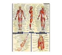 Supkancl Images du système Corps Humain Tableaux anatomiques et Affiches d'anatomie Organes Images murales for Les médecins de l'éducation médicale(8)