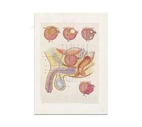 Supkancl Impression médicale des Organes génitaux féminins de la Prostate Vintage Anatomie médecin urologie obstétrique et Cadeau gynécologie(2,30X40CM No Frame)
