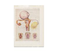 Supkancl Impression médicale des Organes génitaux féminins de la Prostate Vintage Anatomie médecin urologie obstétrique et Cadeau gynécologie(1,20X25CM No Frame)