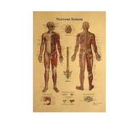 Supkancl La Structure corporelle Squelette système nerveux Vintage Affiche médical décoracion Peinture Mur Art Kraft en Papier Mural Autocollants(Style 11)