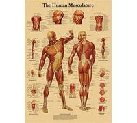 Supkancl La Structure du Corps Affiche rétro Anatomie et physiologie Papier Kraft Squelette Affiches Maison Salle médicale décor Art Peinture Murale(2)