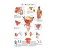 Supkancl La Structure du Corps HD Affiche Anatomie et physiologie Photo Papier Squelette Maison Salle médicale décor Art Peinture Murale(24,A5 5.8x8.3inch)