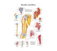 Supkancl La Structure du Corps HD Affiche Anatomie et physiologie Photo Papier Squelette Maison Salle médicale décor Art Peinture Murale(20,A5 5.8x8.3inch)
