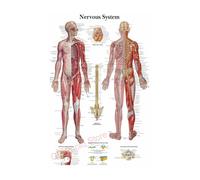 Supkancl La Structure du Corps HD Affiche Anatomie et physiologie Photo Papier Squelette Maison Salle médicale décor Art Peinture Murale(11,A5 5.8x8.3inch)