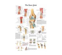 Supkancl La Structure du Corps HD Affiche Anatomie et physiologie Photo Papier Squelette Maison Salle médicale décor Art Peinture Murale(7,A5 5.8x8.3inch)