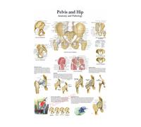Supkancl La Structure du Corps HD Affiche Anatomie et physiologie Photo Papier Squelette Maison Salle médicale décor Art Peinture Murale(14,A5 5.8x8.3inch)