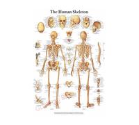 Supkancl La Structure du Corps HD Affiche Anatomie et physiologie Photo Papier Squelette Maison Salle médicale décor Art Peinture Murale(1,A4 8.3x11.8inch)