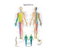 Supkancl La Structure du Corps HD Affiche Anatomie et physiologie Photo Papier Squelette Maison Salle médicale décor Art Peinture Murale(18,A3 16.5x11.8inch)