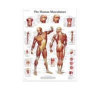 Supkancl La Structure du Corps Squelette Mur Art système nerveux Anatomie Toile Photo éducation Affiche médicale décoration Peinture Imprime(05 No Frame,60X90cm)