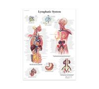 Supkancl La Structure du Corps Squelette Mur Art système nerveux Anatomie Toile Photo éducation Affiche médicale décoration Peinture Imprime(11 No Frame,60X90cm)