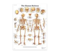 Supkancl La Structure du Corps Squelette système nerveux Anatomie Toile Peinture éducation médicale Impression Affiche Laboratoire médical décor à la Maison(3,30X40cm Unframed)