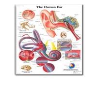Supkancl Le Coeur Humain Toile Peinture Art Anatomie Humaine Muscles système Affiche Corps Carte Mur Photos for l'éducation médicale décor à la Maison(24,50x70cm No Frame)