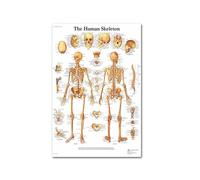 Supkancl Le Coeur Humain Toile Peinture Art Anatomie Humaine Muscles système Affiche Corps Carte Mur Photos for l'éducation médicale décor à la Maison(4,30x45cm No Frame)