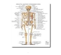 Supkancl Le Coeur Humain Toile Peinture Art Anatomie Humaine Muscles système Affiche Corps Carte Mur Photos for l'éducation médicale décor à la Maison(17,40x60cm No Frame)