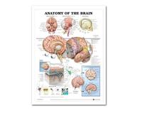 Supkancl Le Coeur Humain Toile Peinture Art Anatomie Humaine Muscles système Affiche Corps Carte Mur Photos for l'éducation médicale décor à la Maison(10,40x50cm No Frame)