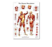 Supkancl Le Coeur Humain Toile Peinture Art Anatomie Humaine Muscles système Affiche Corps Carte Mur Photos for l'éducation médicale décor à la Maison(1,13x18cm No Frame)