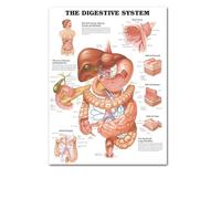 Supkancl Le Coeur Humain Toile Peinture Art Anatomie Humaine Muscles système Affiche Corps Carte Mur Photos for l'éducation médicale décor à la Maison(8,50x70cm No Frame)