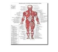 Supkancl Le Coeur Humain Toile Peinture Art Anatomie Humaine Muscles système Affiche Corps Carte Mur Photos for l'éducation médicale décor à la Maison(14,60x80cm No Frame)
