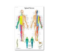 Supkancl Le Coeur Humain Toile Peinture Art Anatomie Humaine Muscles système Affiche Corps Carte Mur Photos for l'éducation médicale décor à la Maison(3,60x90cm No Frame)