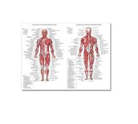 Supkancl Le Coeur Humain Toile Peinture Art Anatomie Humaine Muscles système Affiche Corps Carte Mur Photos for l'éducation médicale décor à la Maison(5,60x80cm No Frame)