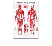 Supkancl Le Coeur Humain Toile Peinture Art Anatomie Humaine Muscles système Affiche Corps Carte Mur Photos for l'éducation médicale décor à la Maison(2,13x18cm No Frame)