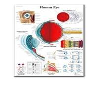 Supkancl Le Coeur Humain Toile Peinture Art Anatomie Humaine Muscles système Affiche Corps Carte Mur Photos for l'éducation médicale décor à la Maison(23,40x60cm No Frame)