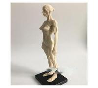 Supkancl Le Dessin de Sculpture médicale 30 cm CG Fait référence au modèle d'anatomie l'appareil locomoteur Humain avec la Structure du crâne(Female)