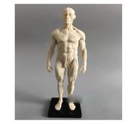 Supkancl Le Dessin de Sculpture médicale 30 cm CG Fait référence au modèle d'anatomie l'appareil locomoteur Humain avec la Structure du crâne(Male)