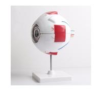 Supkancl Modèle Anatomique de Globe oculaire Humain agrandi modèle d'oeil précis Montre Les nerfs optiques cornée lentille d'iris et Corps vitré avec 6 Parties