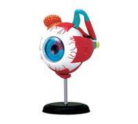 Supkancl Modèle Anatomique d'oeil Humain assemblé modèle d'anatomie Humaine Puzzles Structure de Squelette