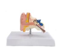 Supkancl Modèle d'anatomie de l'oreille Bureau médicale Humaine d'oreille complète 1: 1 Échelle Anatomie Medical Teaching Tool